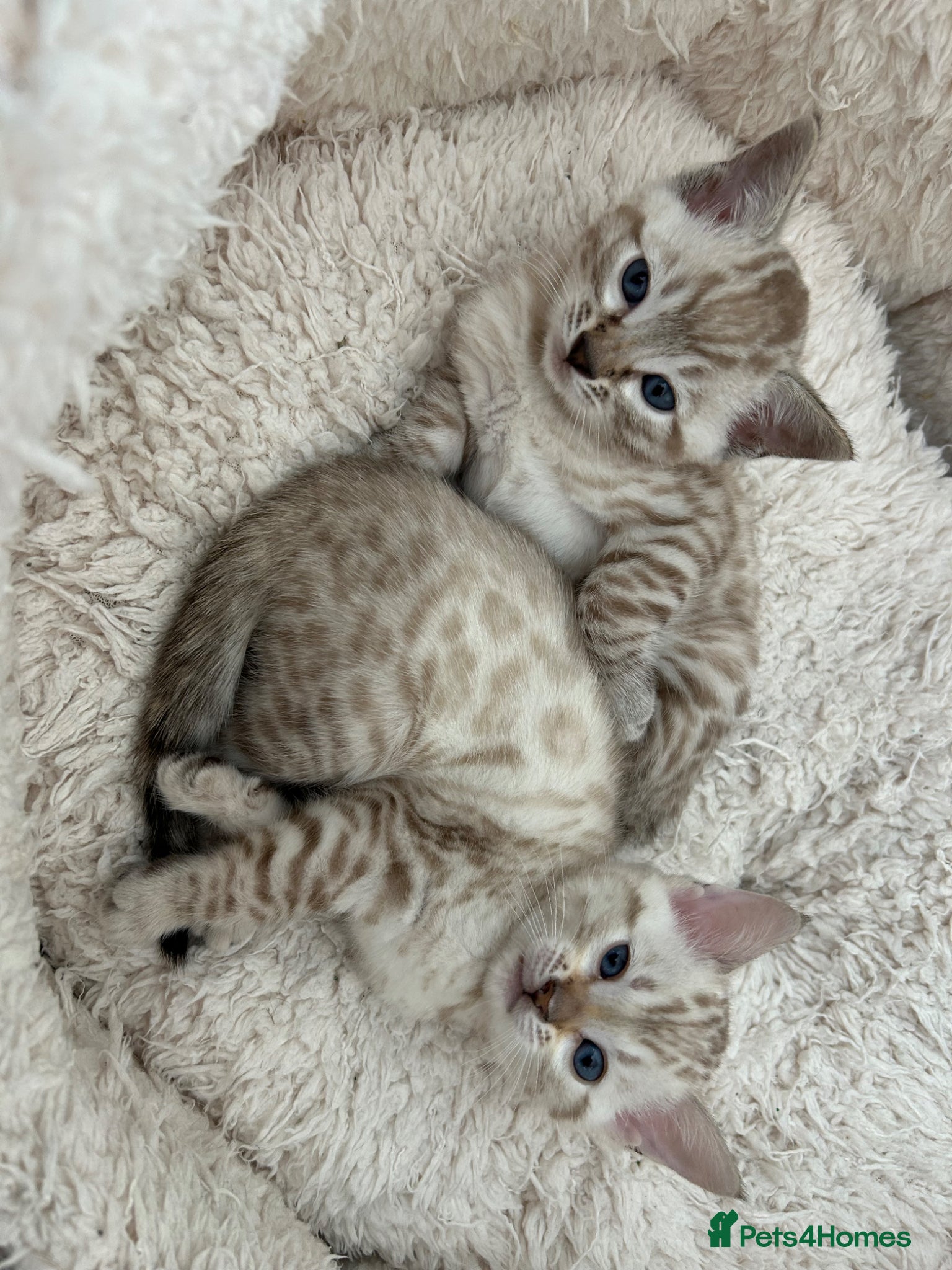 Bengal cats for sale: Snow bengal pure breed kittens  - Advert 15