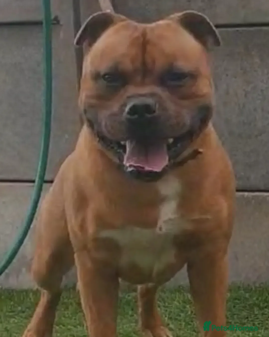 Staffordshire Bull Terrier dogs for stud: 🥨CHIEF CHAMPION SIRED. 🥨🏆  in Rochdale - Advert 17
