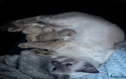 Ragdoll cats for sale: Singular Ragdoll kitten ready to go now! - Image 6