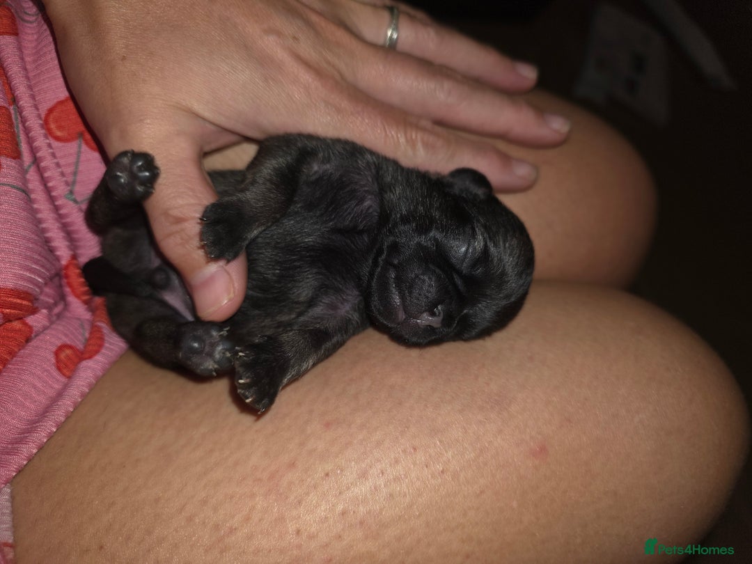 Pug dogs for sale: KC Pug puppies 4 girls 3 boys - Image 18
