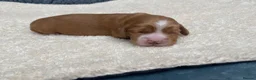 Cocker Spaniel dogs for sale: Working Cocker Spaniel puppies - Advert 3