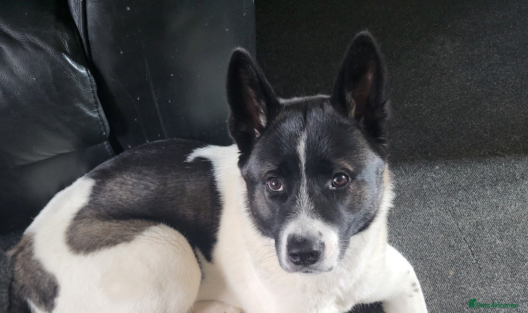 Akita dogs for sale: Female 1 & half Year-Old Female Akita For Rehoming - Advert 6