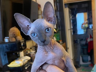 Sphynx cats Beautiful Canadian sphynx girl - Advert 1