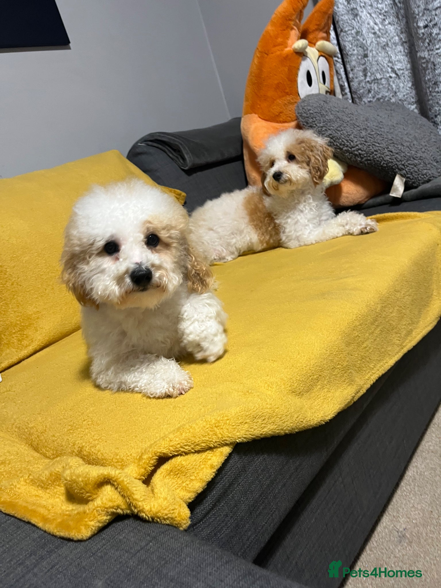 Toy Poodle dogs Toy poodle  - Advert 1