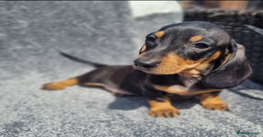 Miniature Dachshund dogs - Advert 14