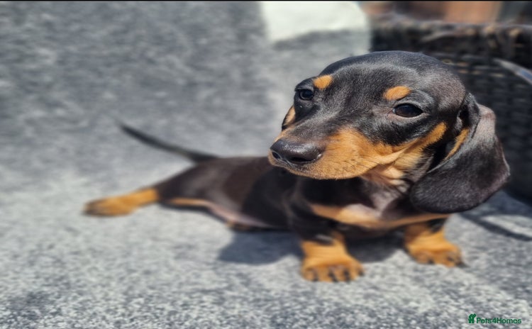 Miniature Dachshund dogs - Advert 8