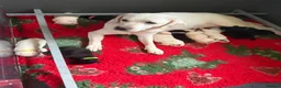 Labrador Retriever dogs for sale: Mixed Litter Black and White Cream Labrador - Advert 2