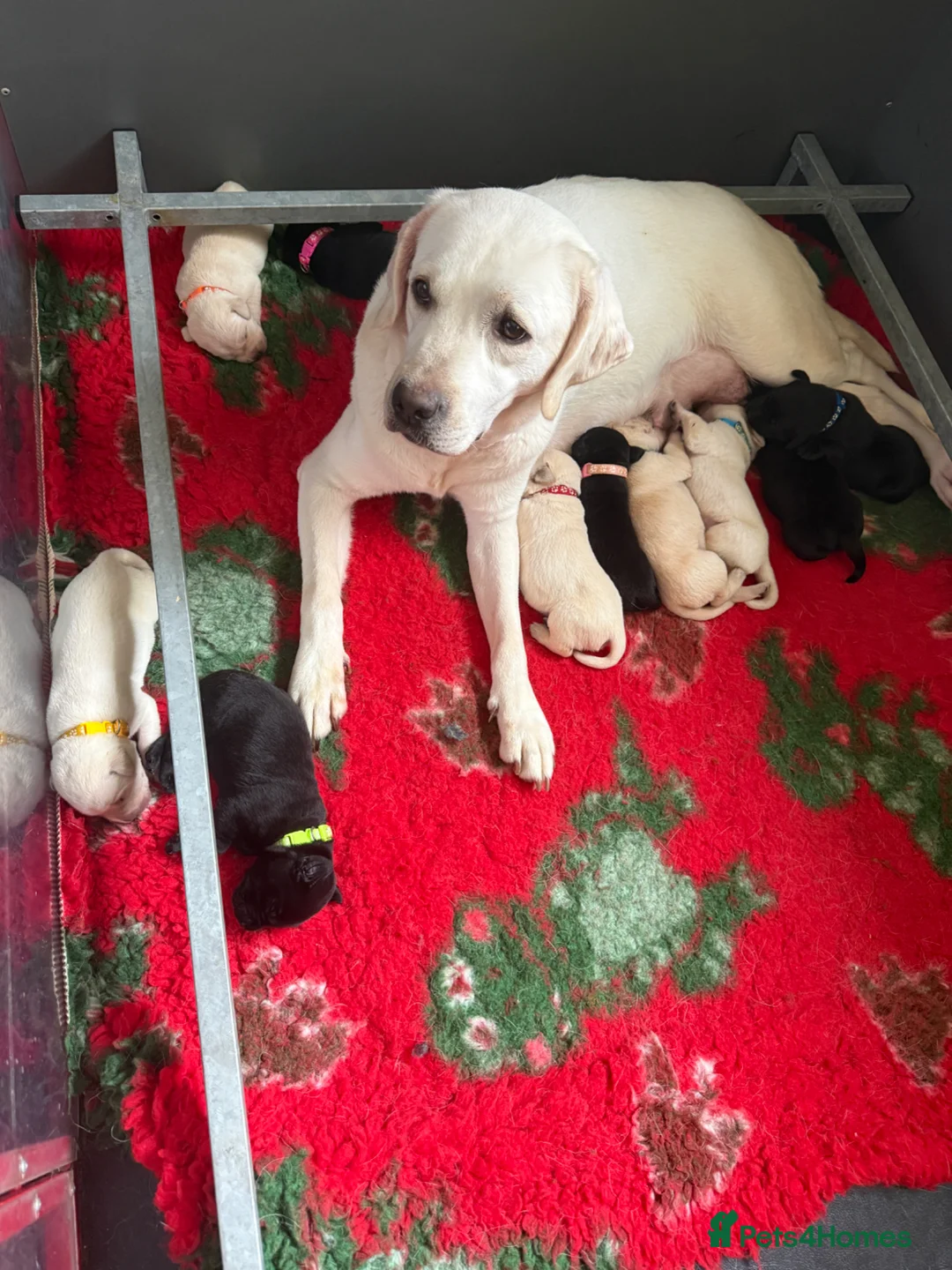 Labrador Retriever dogs for sale: Mixed Litter Black and White Cream Labrador - Advert 2
