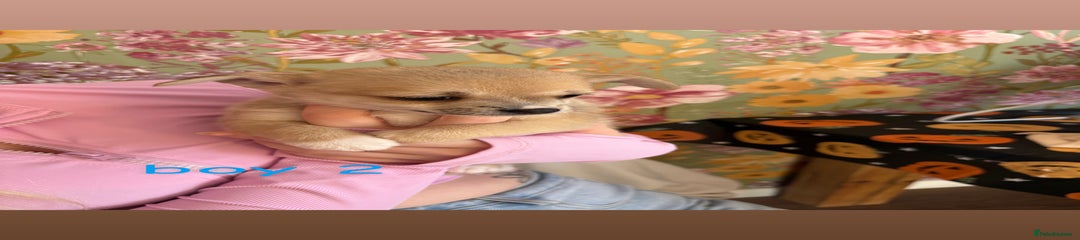 boy 2