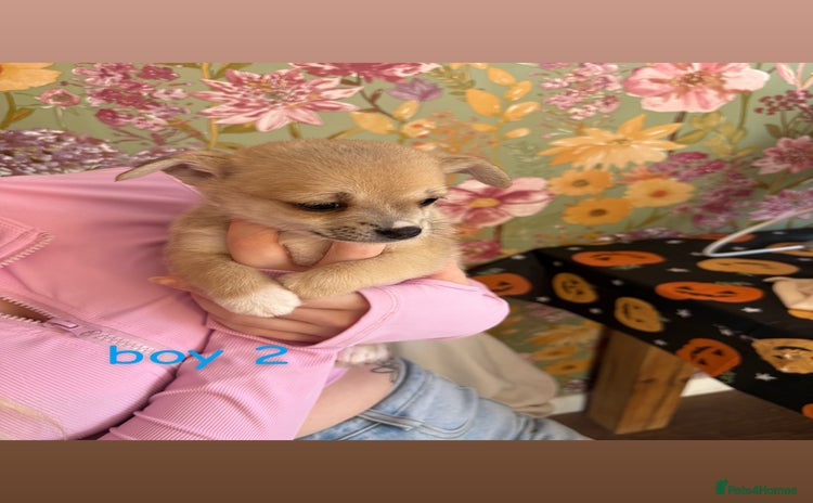 Chihuahua dogs - Advert 1