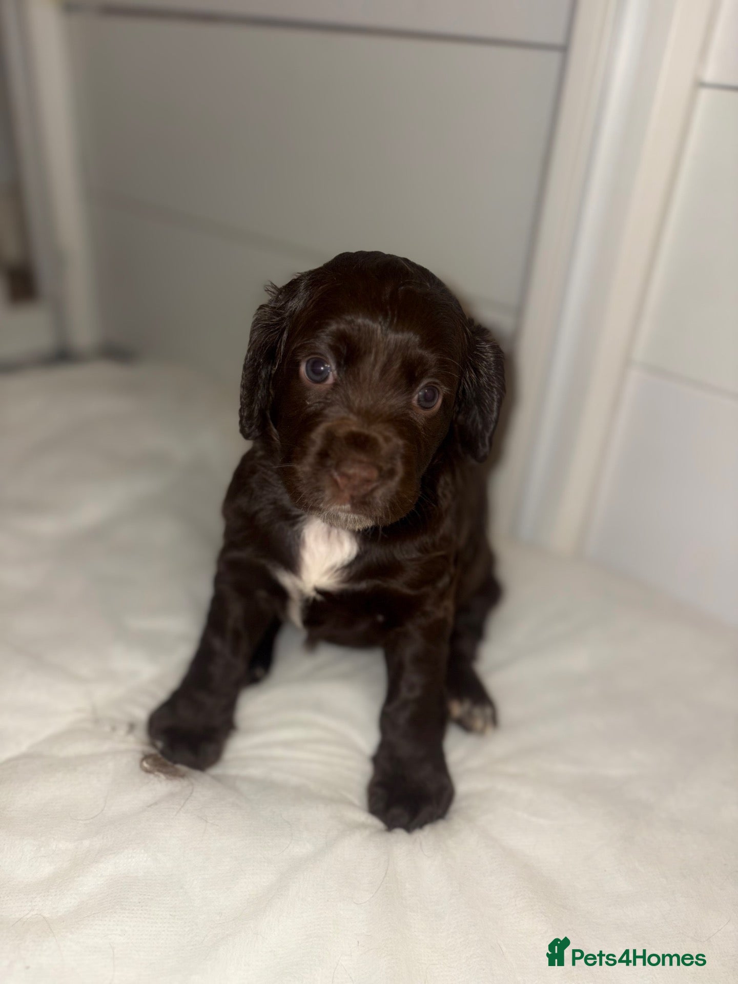 Cocker Spaniel dogs Cocker spaniel puppies for sale  - Advert 18