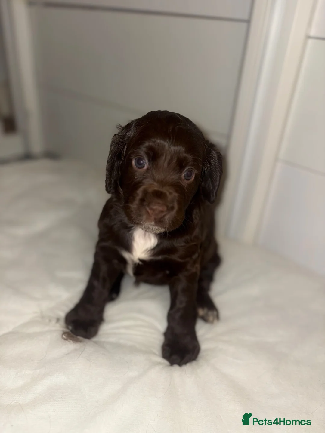 Cocker Spaniel dogs for sale: Cocker spaniel puppies for sale  - Advert 1