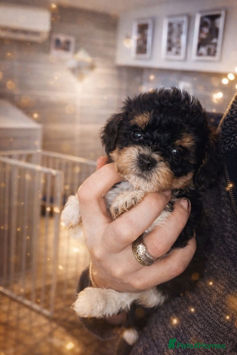 Shihpoo dogs WAITING LIST Toy shihpoo 2026 spring babies  - Advert 15