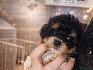 Shihpoo dogs WAITING LIST Toy shihpoo 2026 spring babies - Advert 6