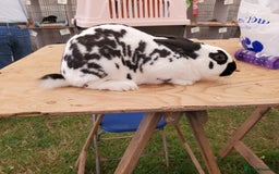 English Spot rabbits for sale: English Spot Rabbits  - Image 1