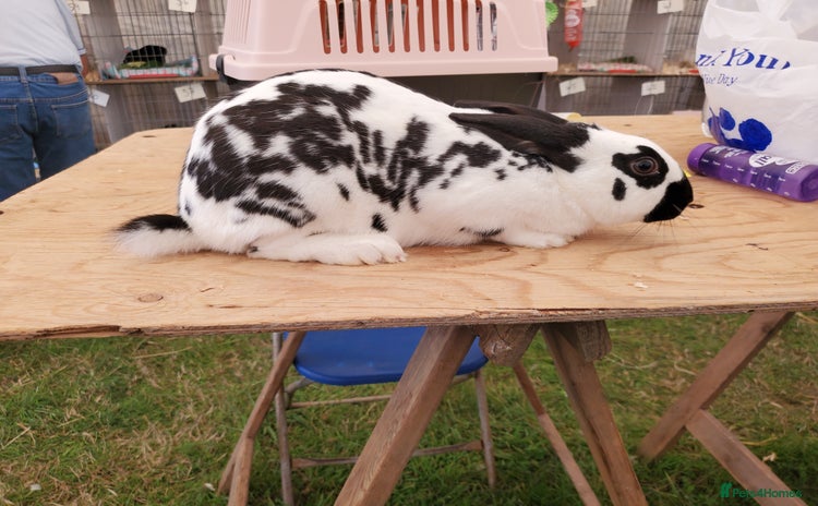 English Spot rabbits - Advert 1