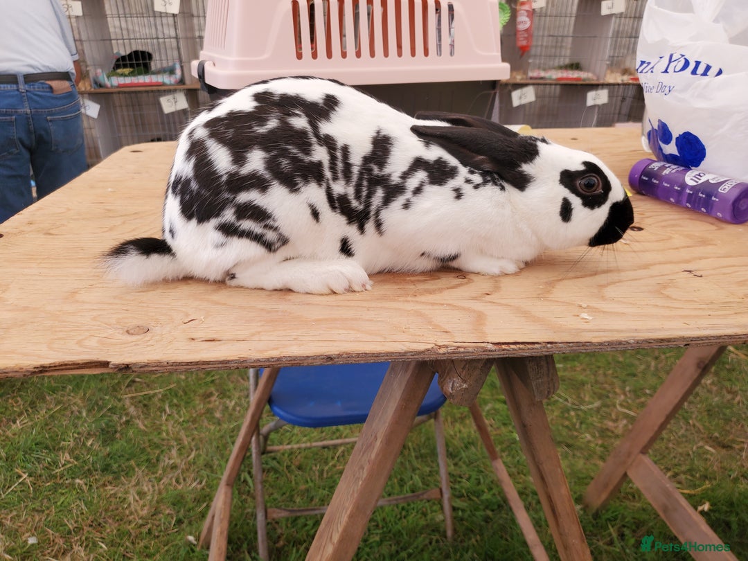 English Spot rabbits for sale: English Spot Rabbits  - Image 1