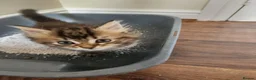 Maine Coon cats for sale: Ginger /silver / white  female  - Advert 17