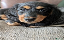 Miniature Dachshund dogs for sale: **Ready Now** Long Haired KC PRA Clear - Image 2