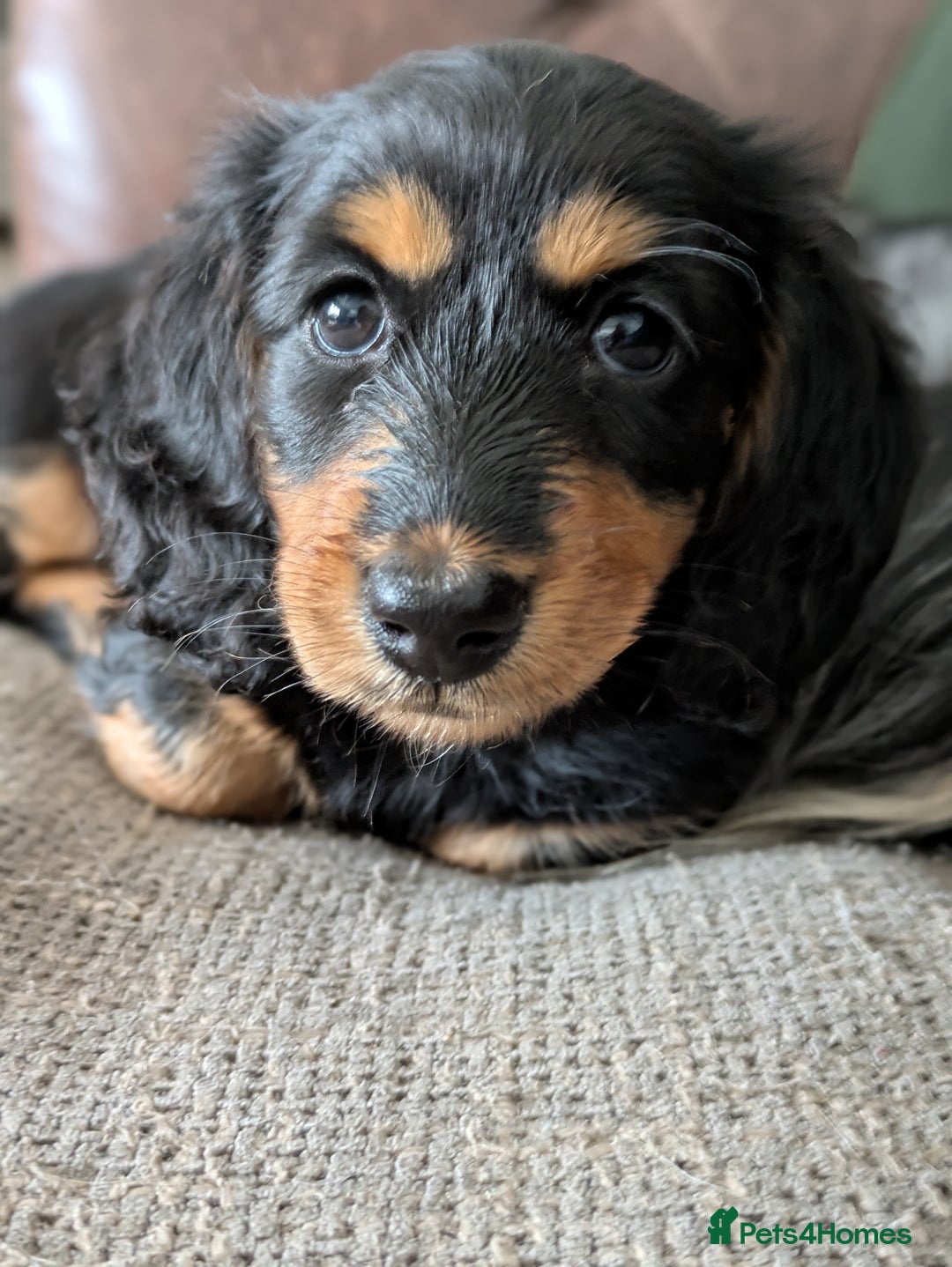 Miniature Dachshund dogs for sale: **Ready Now** Long Haired KC PRA Clear - Image 2