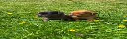 Mixed Breed dogs for sale: Pug X Dachund puppies - Advert 16