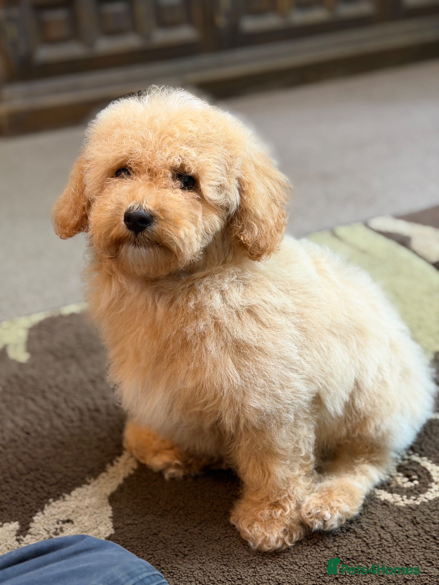 Poochon dogs ***Beautiful Poochon puppies Boys and Girls*** - Advert 3