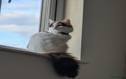 Mixed Breed cats for sale: Adorable Kittens - Litter Trained - Image 8