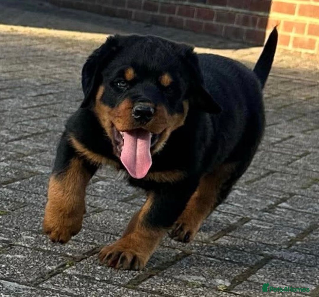 Rottweiler dogs for sale: Stunning chunky Rottweiler puppies - Advert 3