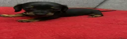 Miniature Dachshund dogs for sale: Beautiful Miniatures  - Advert 10