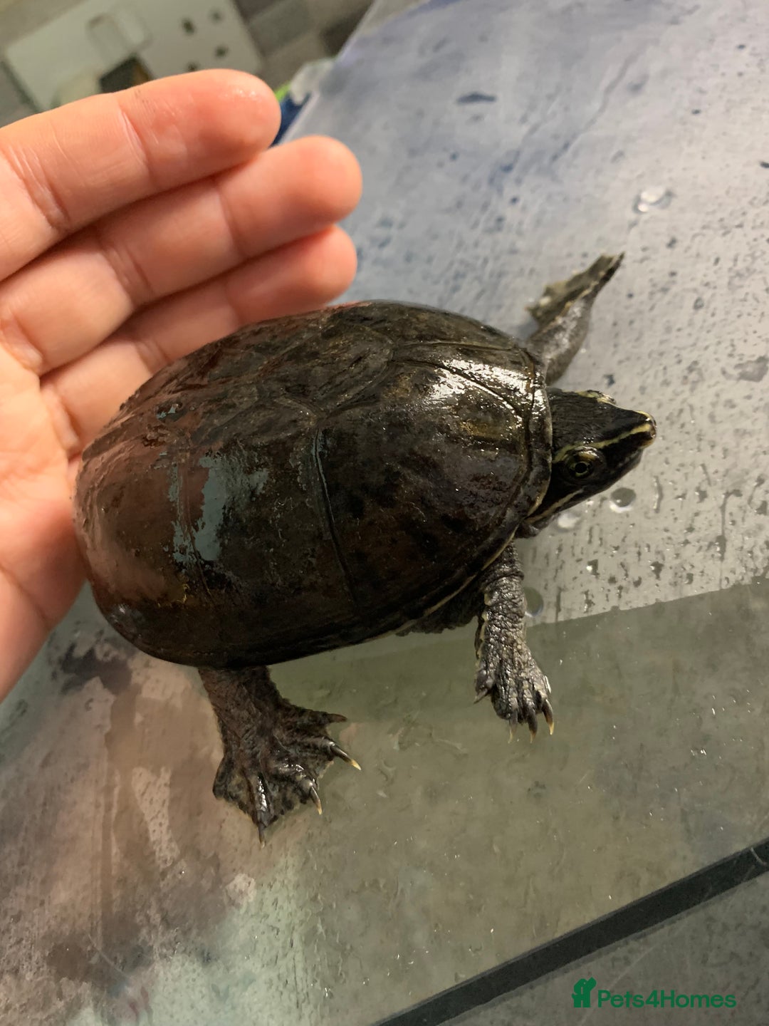 Terrapin reptiles for sale: A pair of Musk turtles  - Advert 4