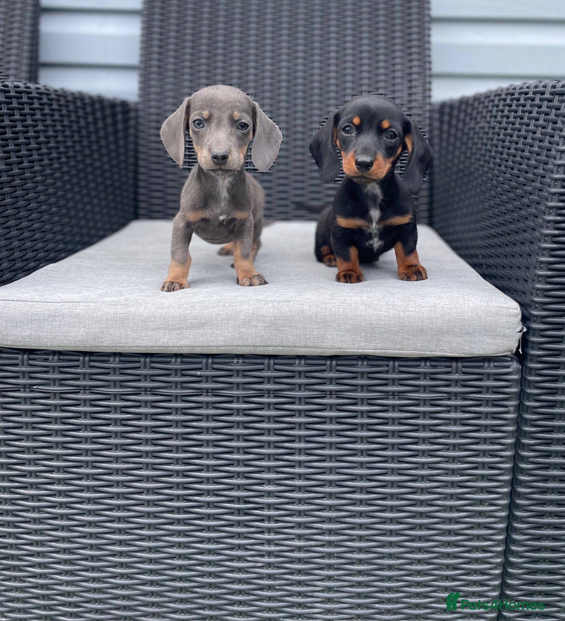 Miniature Dachshund dogs 💖💙beautiful Dachunds ready now 💖💙 - Advert 2