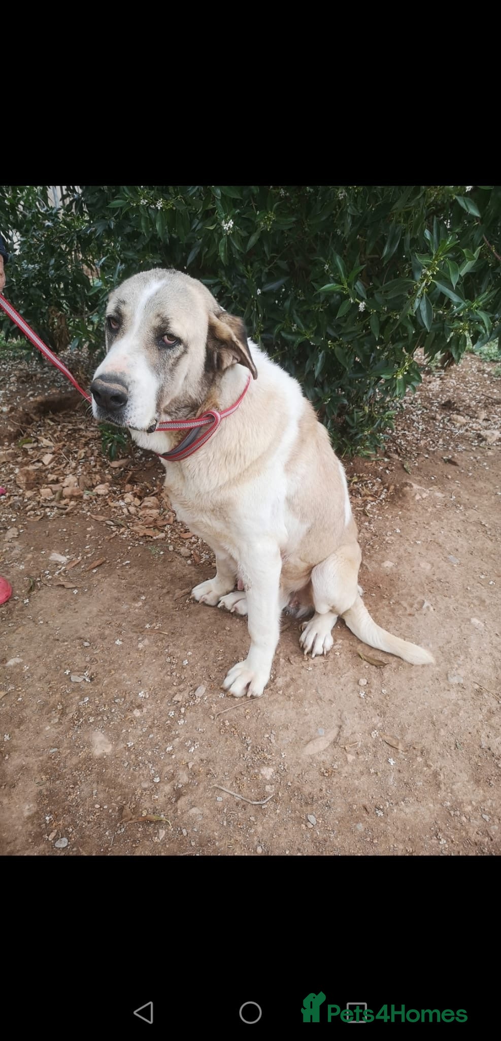 Mixed Breed dogs 🚨URGENT🚨 BECKY🩷🐾 - Advert 5