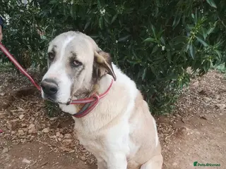 Mixed Breed dogs 🚨URGENT🚨 BECKY🩷🐾 - Advert 3