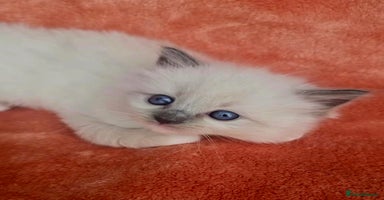 Ragdoll cats - Advert 9