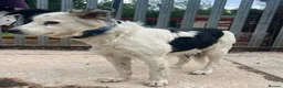 Mixed Breed dogs for adoption: Friendly girl Summer wants a new loving home - Advert 2