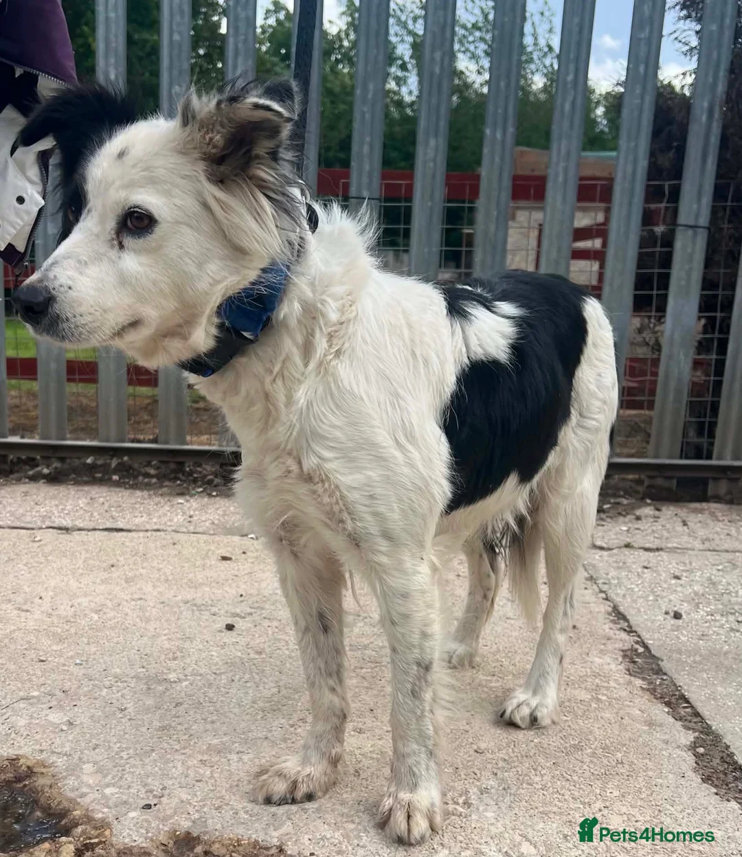 Mixed Breed dogs for adoption: Friendly girl Summer wants a new loving home - Advert 2