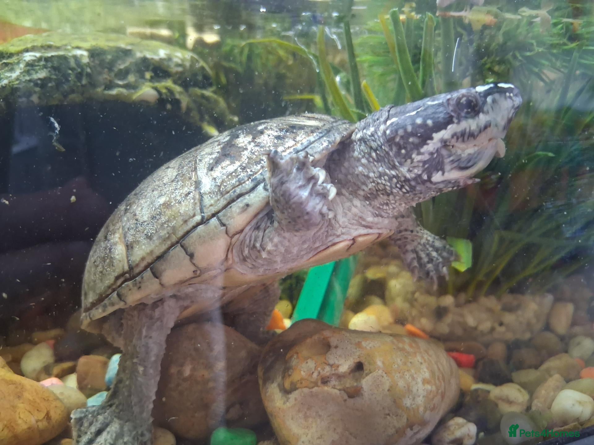 Turtle reptiles Musk Turtles - Advert 3