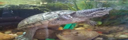 Turtle reptiles for sale: Musk Turtles in Chichester - Advert 1