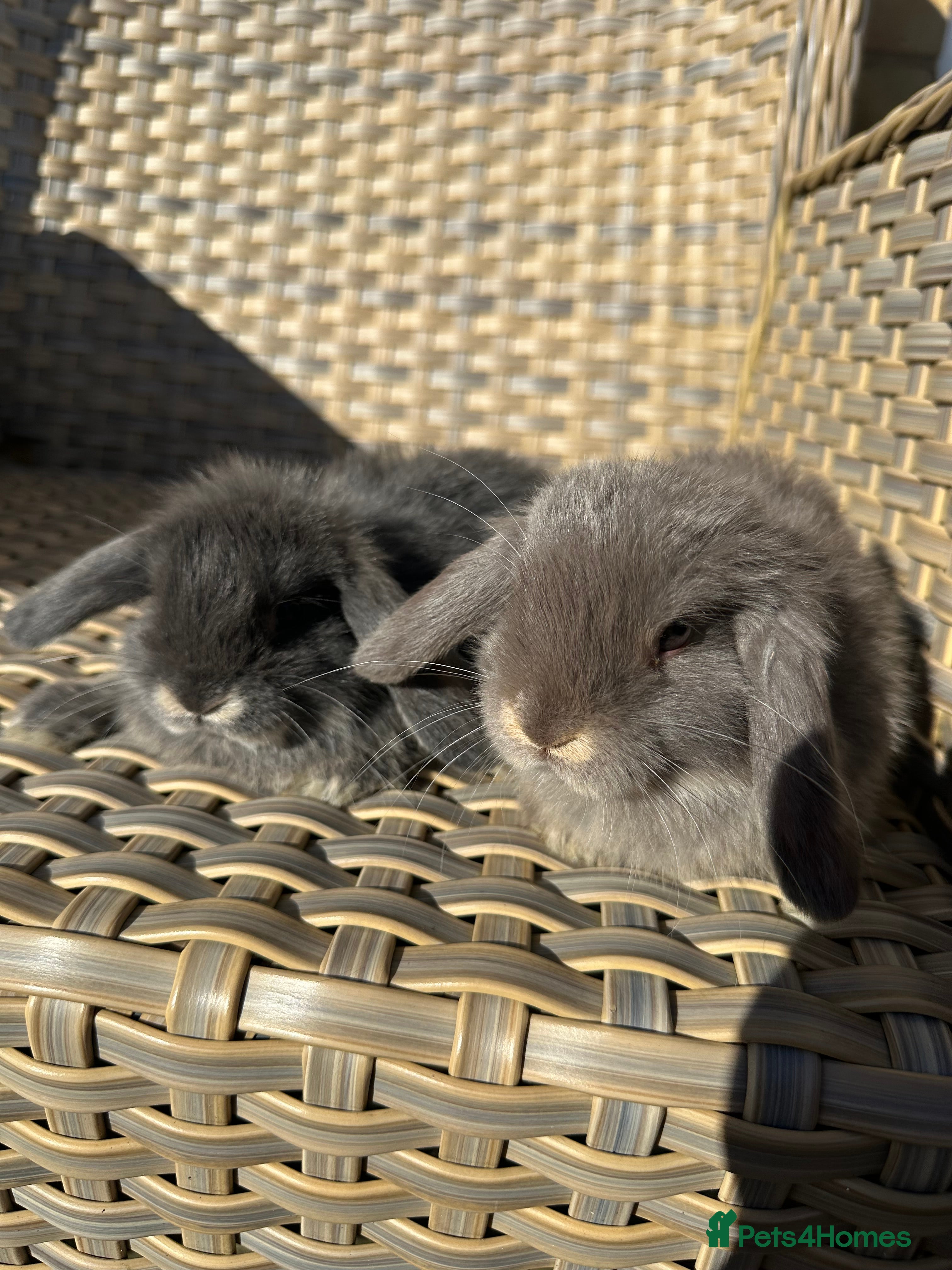 Mini Lop rabbits 4 handsome male mini lop baby brothers. - Advert 18