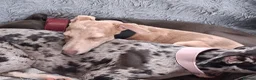 Italian Greyhound dogs for sale: Italian greyhound / whippet  - Advert 7