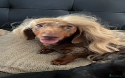 Miniature Dachshund dogs for stud: Chocolate Dapple for Stud - Image 7