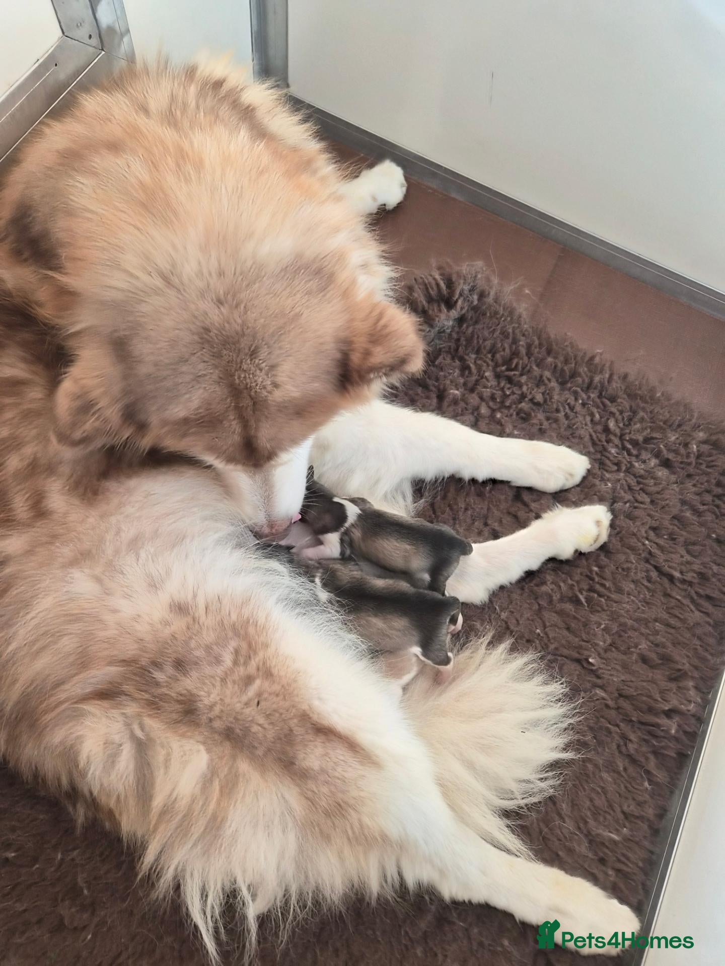 Alaskan Malamute dogs Pedigree Alaskan Malamutes Puppies - Advert 15