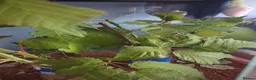 Stick Insects invertebrates for sale: Mixed breeds of stick insects  - Advert 2
