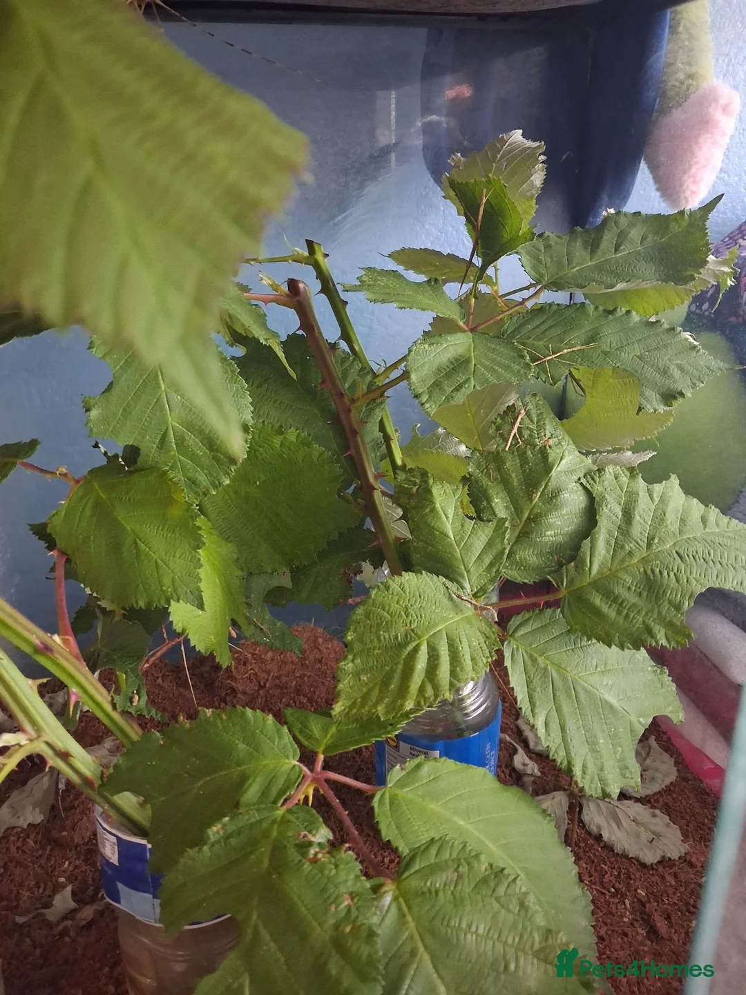 Stick Insects invertebrates for sale: Mixed breeds of stick insects  - Advert 2