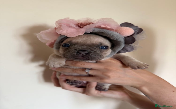 French Bulldog dogs - Advert 3