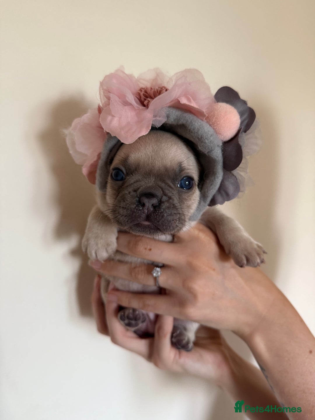 French Bulldog dogs for sale: Stunning platinum and lilac fawn boys and girls - Image 1