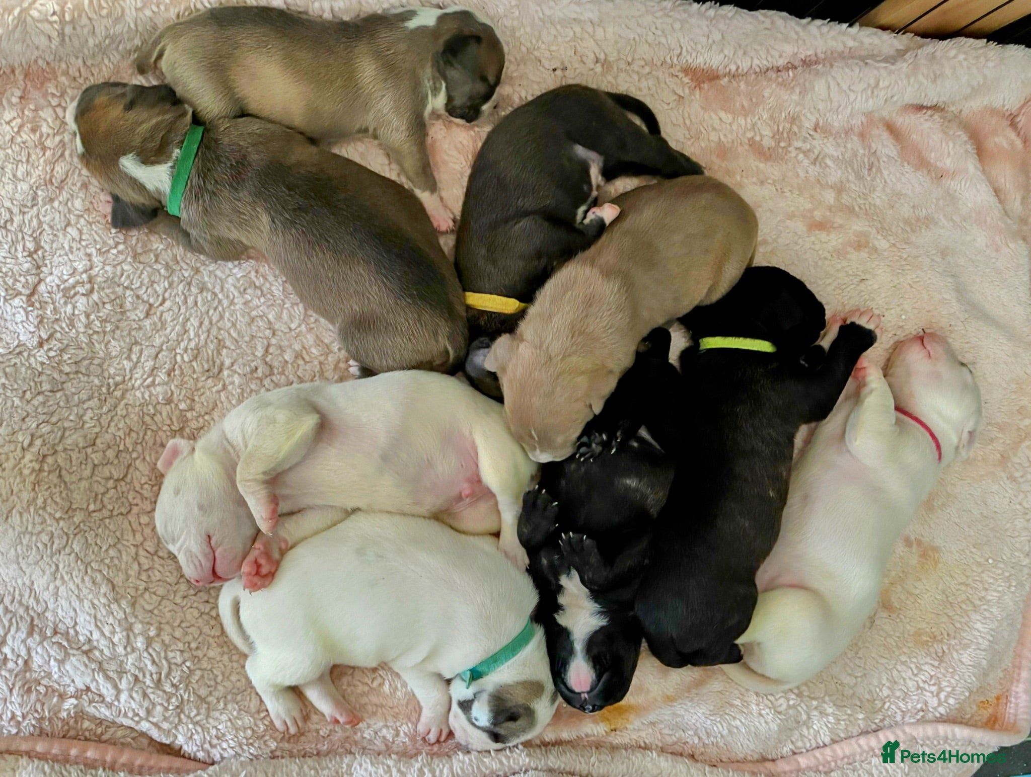 Mixed Breed dogs Cane corso/American bully/American staff puppies  - Advert 17