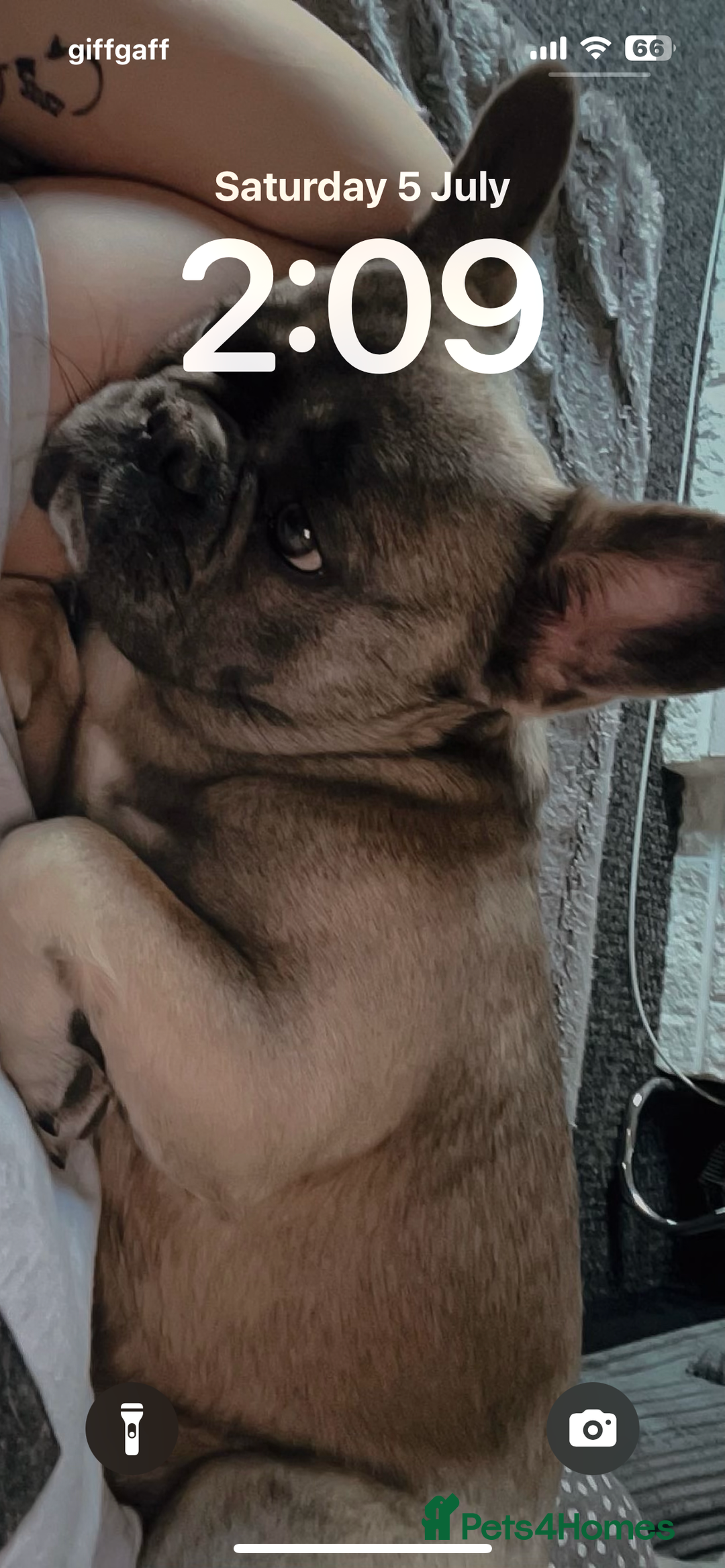 French Bulldog dogs for sale: French bulldog  - Image 2