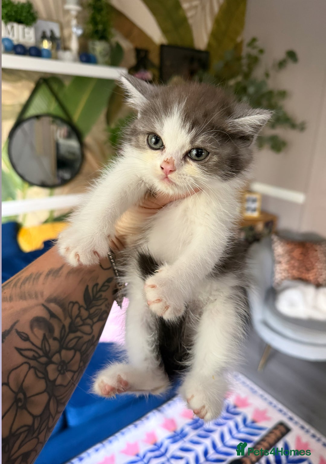 British Shorthair cats for sale: British Shorthair Champion Line kittens 🏆🥇😻 - Image 33