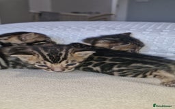 Bengal cats for sale: Pedigree Health Tested TICA Bengal Kittens - Image 25